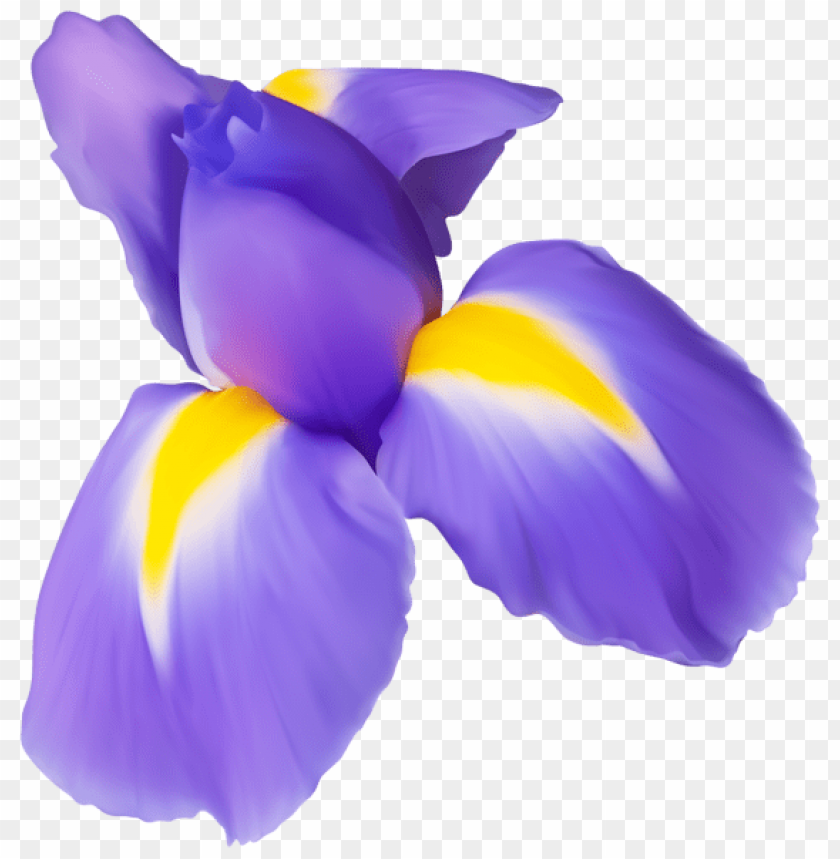 鸢尾花
